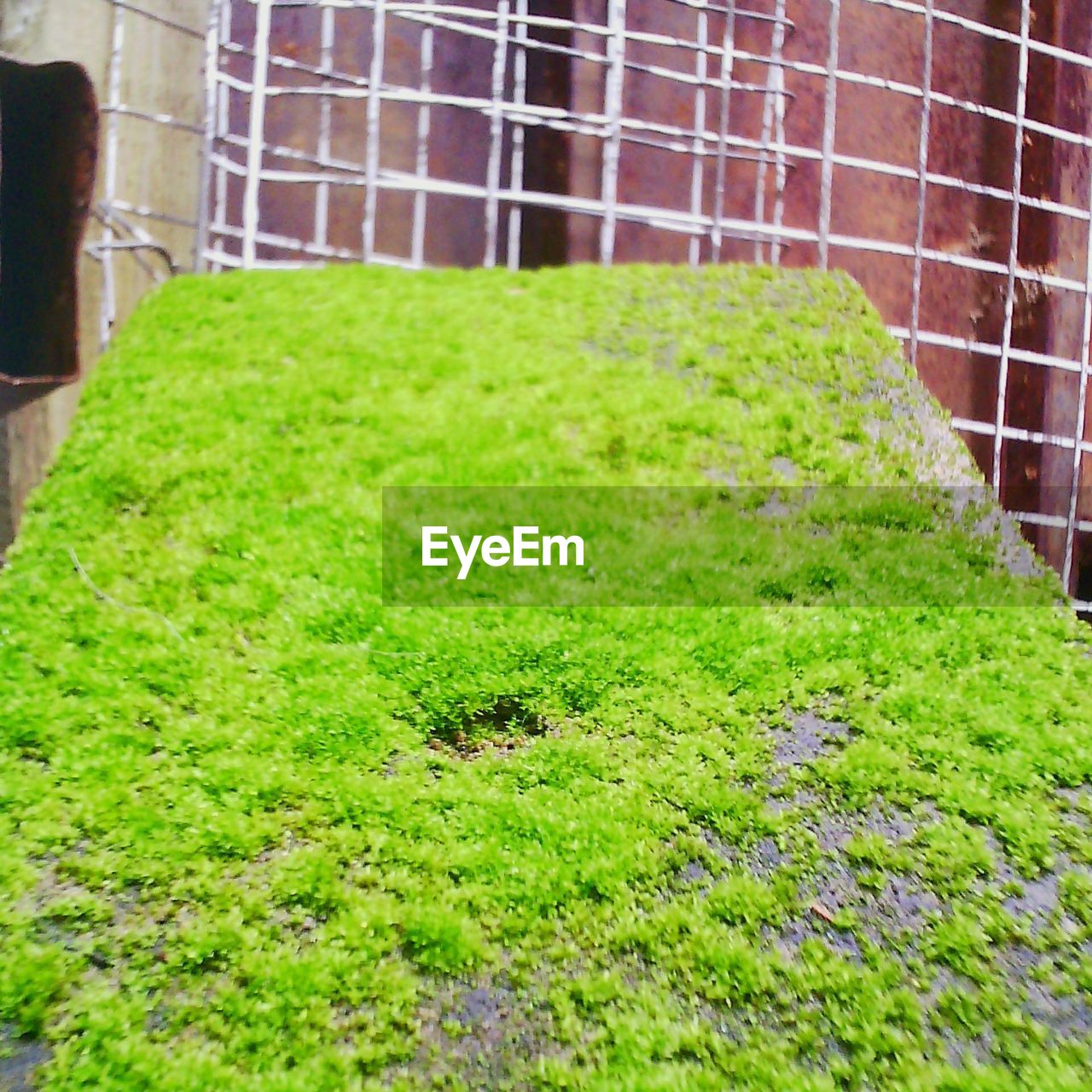 PLANTS ON GRASSY FIELD