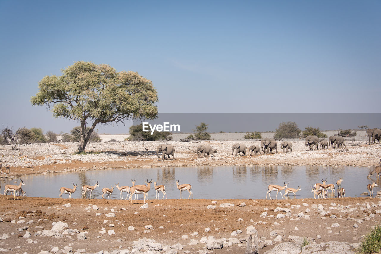 Elephants and deer at lake against sky