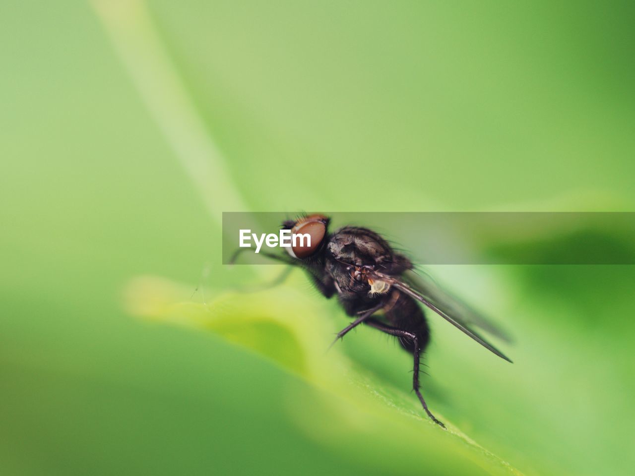 CLOSE-UP OF FLY ON PLANT