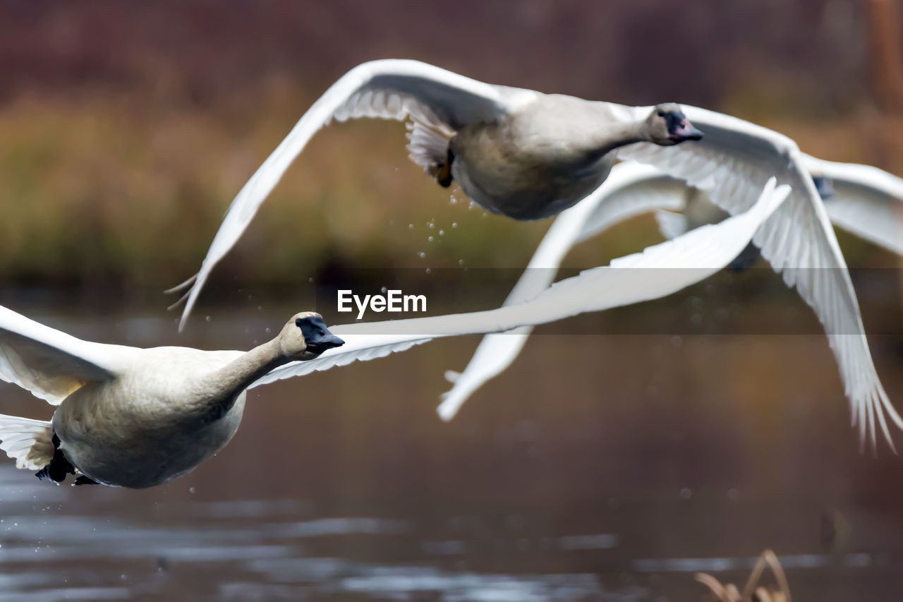 CLOSE-UP OF SWAN FLYING OVER WATER