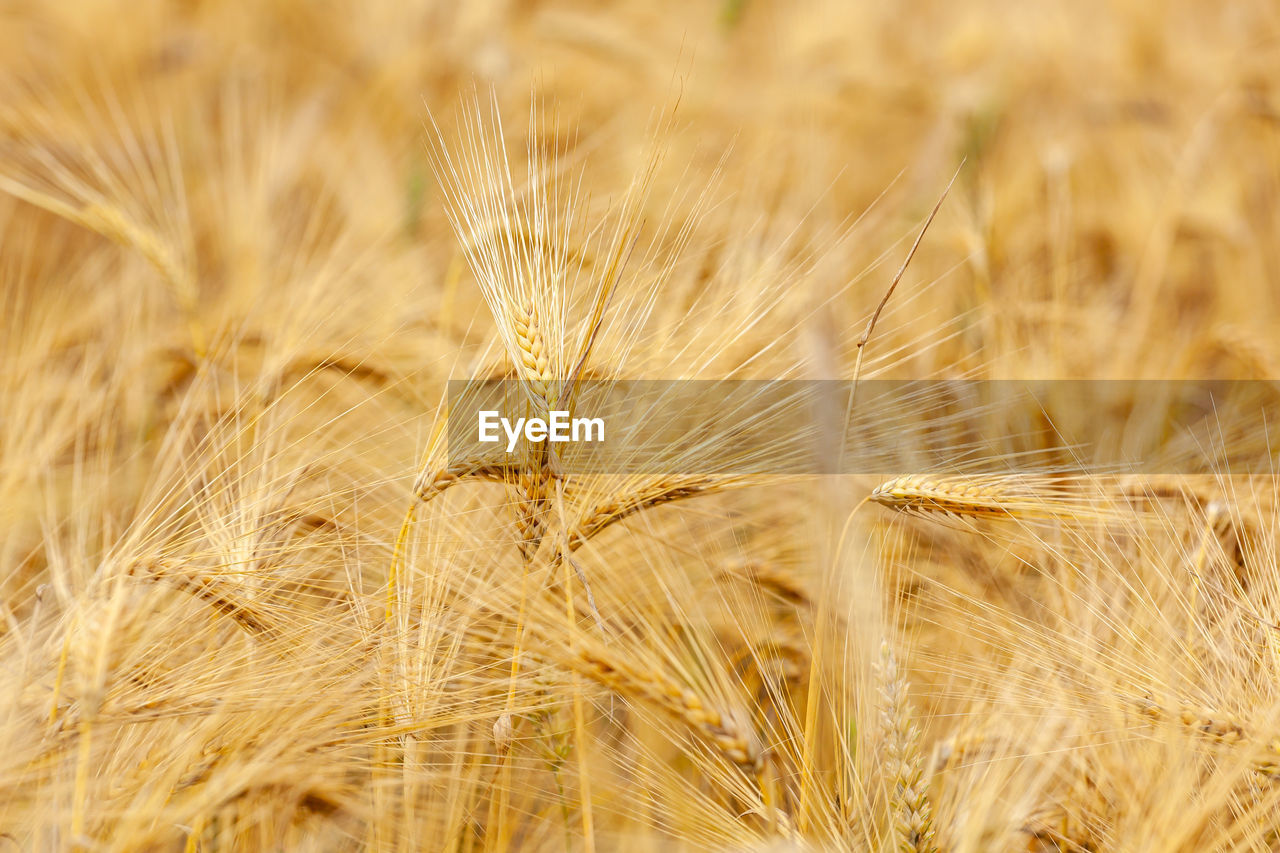 food, crop, agriculture, plant, cereal plant, close-up, field, rural scene, landscape, nature, wheat, growth, land, gold, food grain, summer, barley, beauty in nature, backgrounds, farm, environment, food and drink, no people, seed, rye, yellow, harvesting, outdoors, selective focus, macro, ripe, extreme close-up, grass, scenics - nature, dry, freshness, autumn, brown