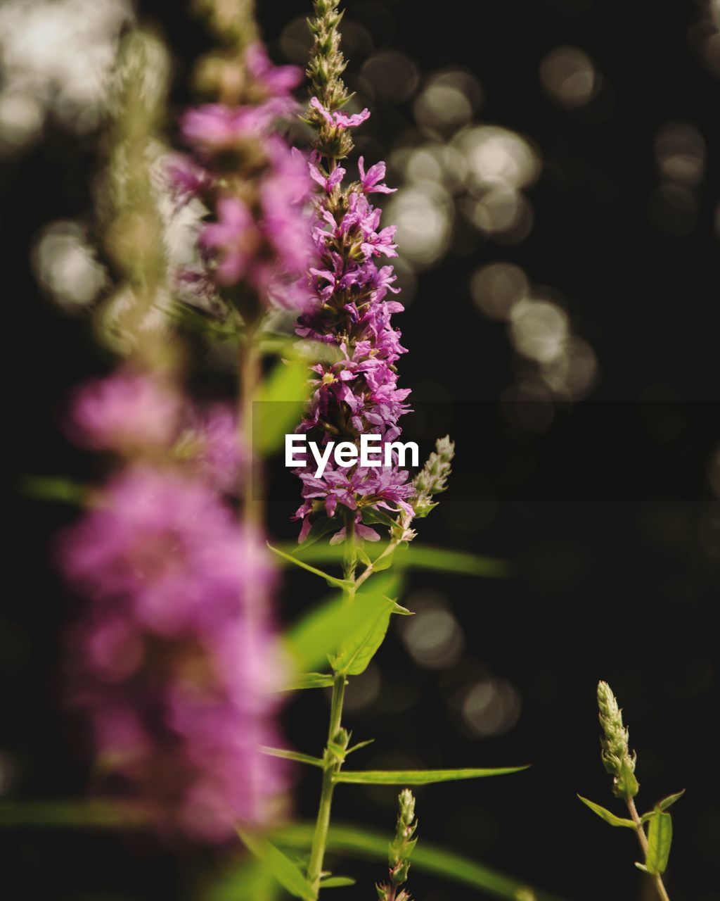 Close-up of purple flowering plant