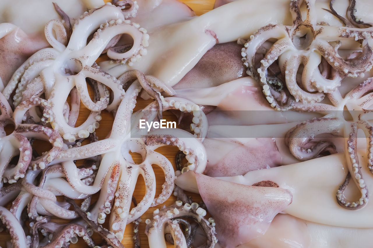 marine invertebrates, food, food and drink, octopus, cephalopod, animal, freshness, tentacle, seafood, no people, flower, close-up, animal themes, dish, raw food, shell, full frame, fish, indoors, sea life, animal wildlife, for sale