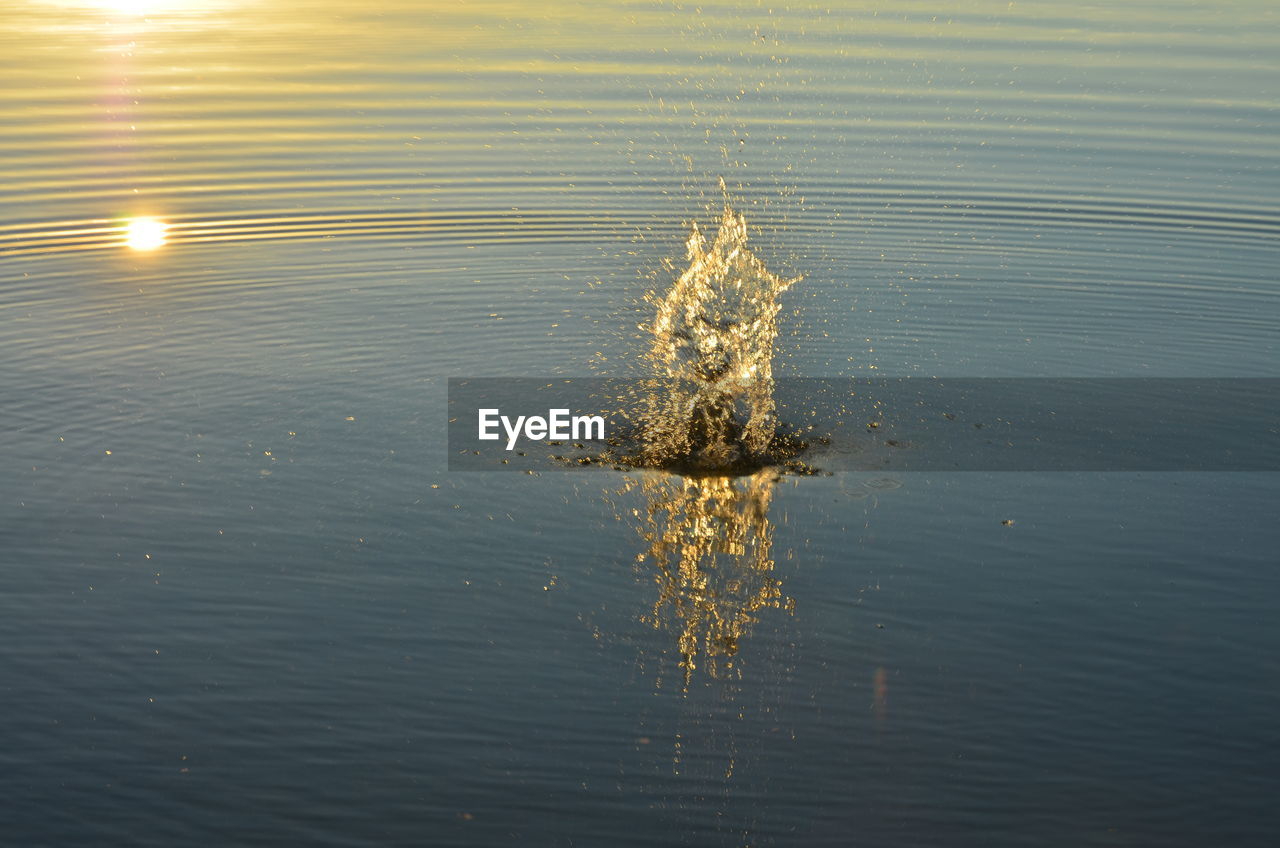 SPIDER IN LAKE