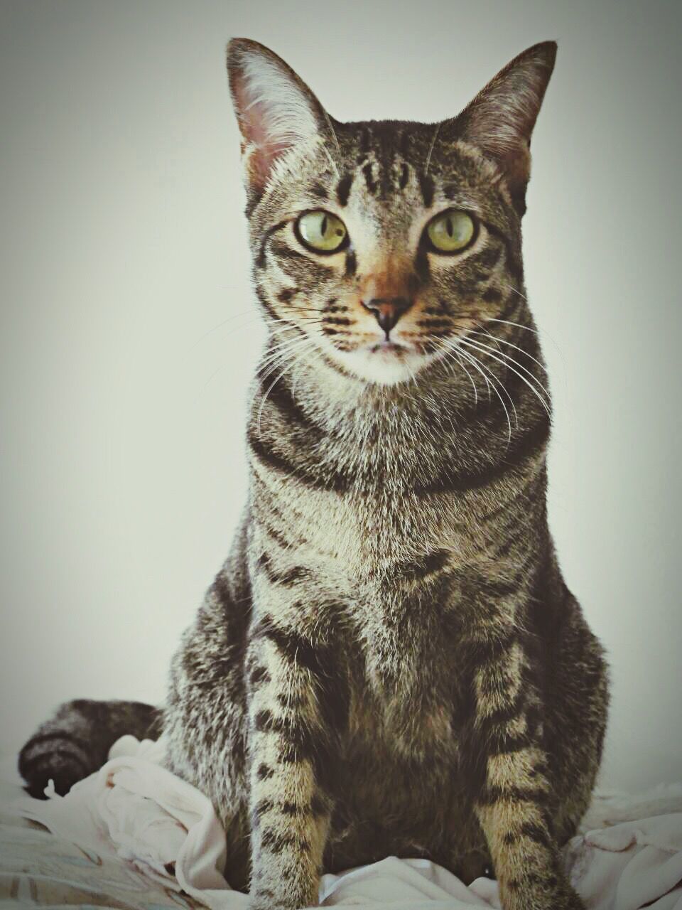 Portrait of cat sitting against wall