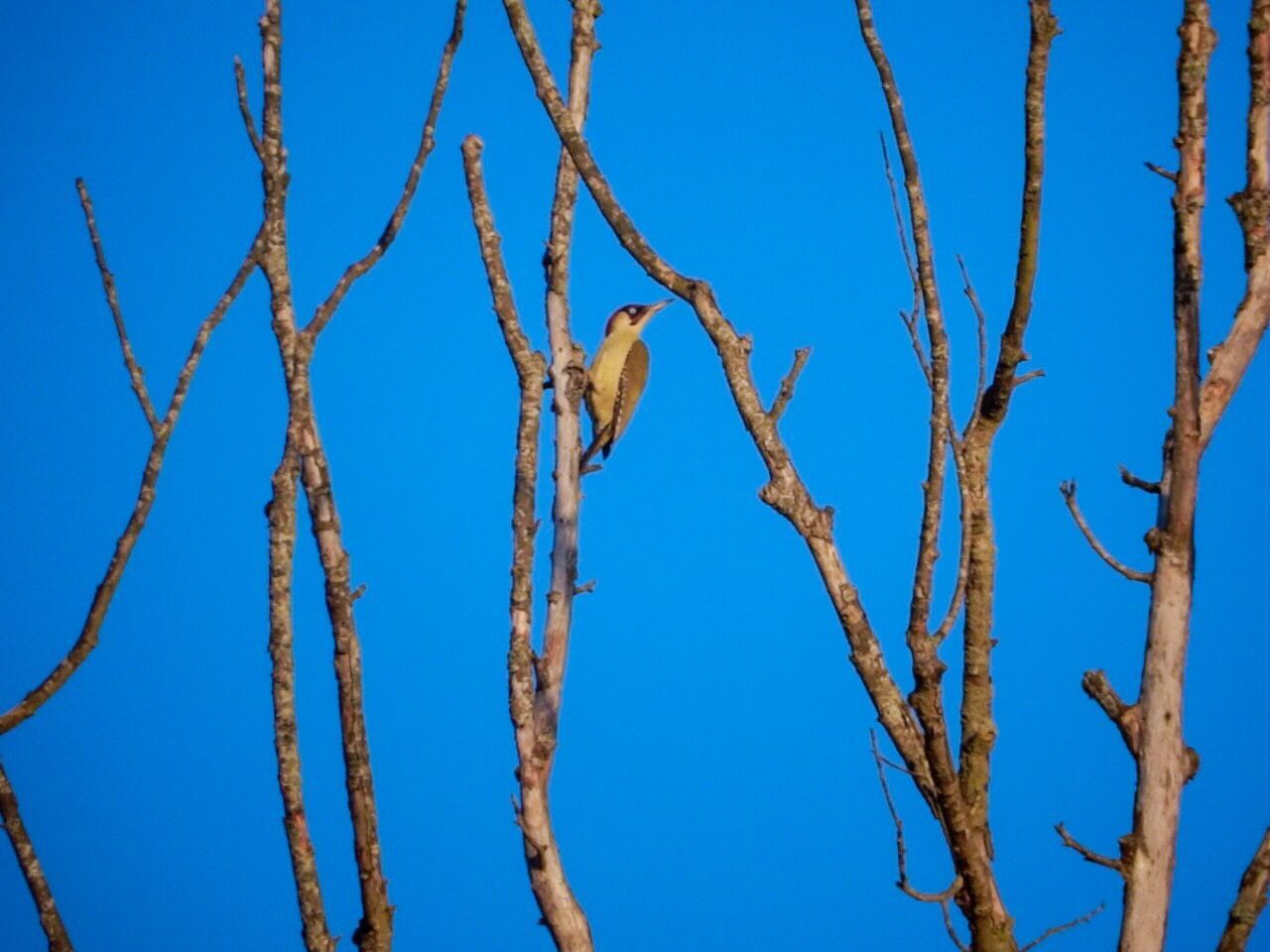 LOW ANGLE VIEW OF BRANCHES AGAINST CLEAR BLUE SKY