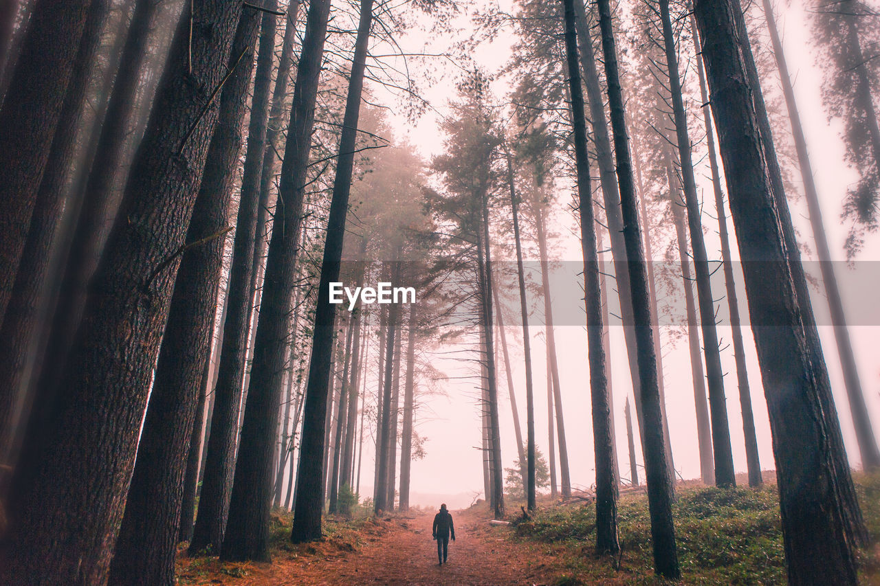 Man amidst trees in forest