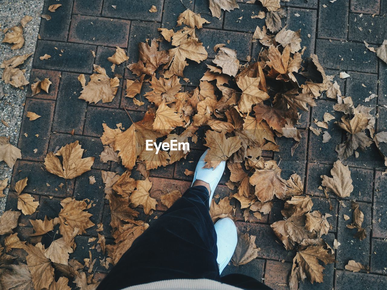 Low section of person walking on maple leaves