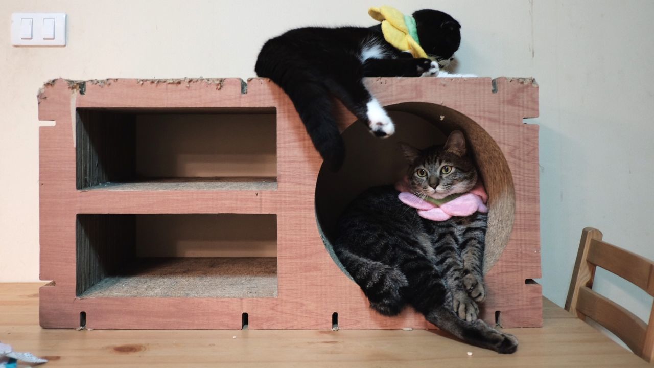 CAT ON HARDWOOD FLOOR