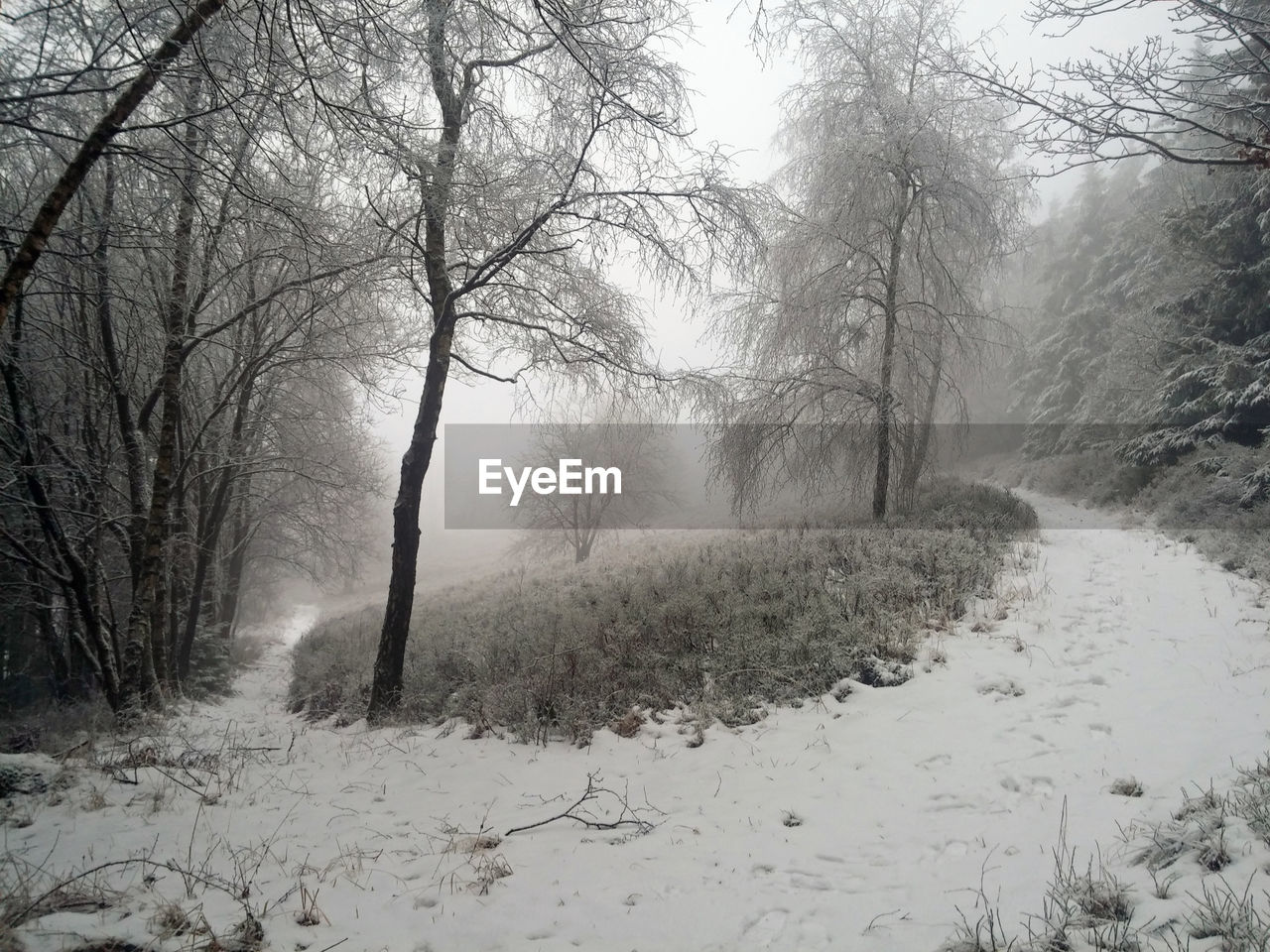 Trees in forest during winter