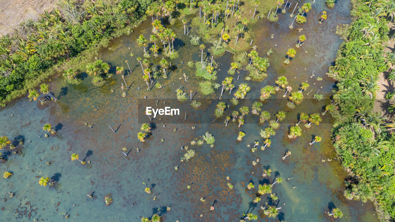 Aerial shot straight down of a lagoon with dead trees and rainforest