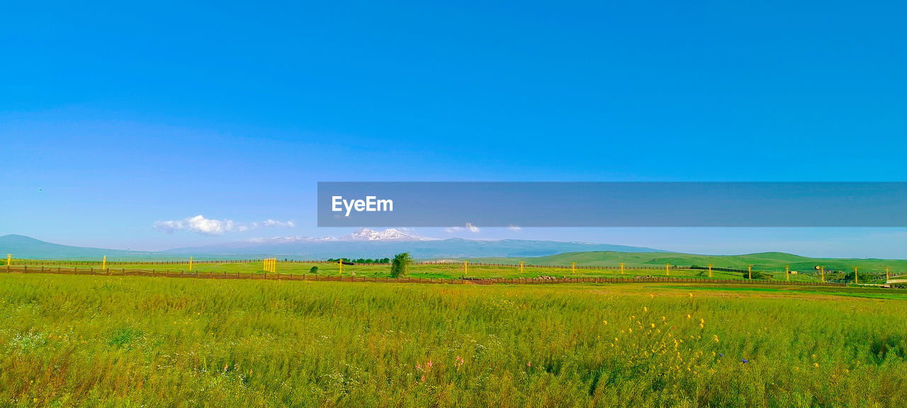 scenic view of field against clear sky