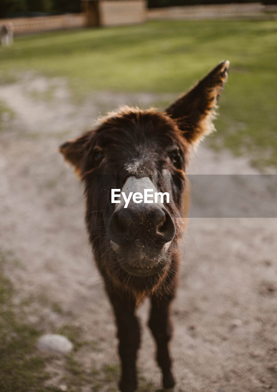 Portrait of donkey standing on field