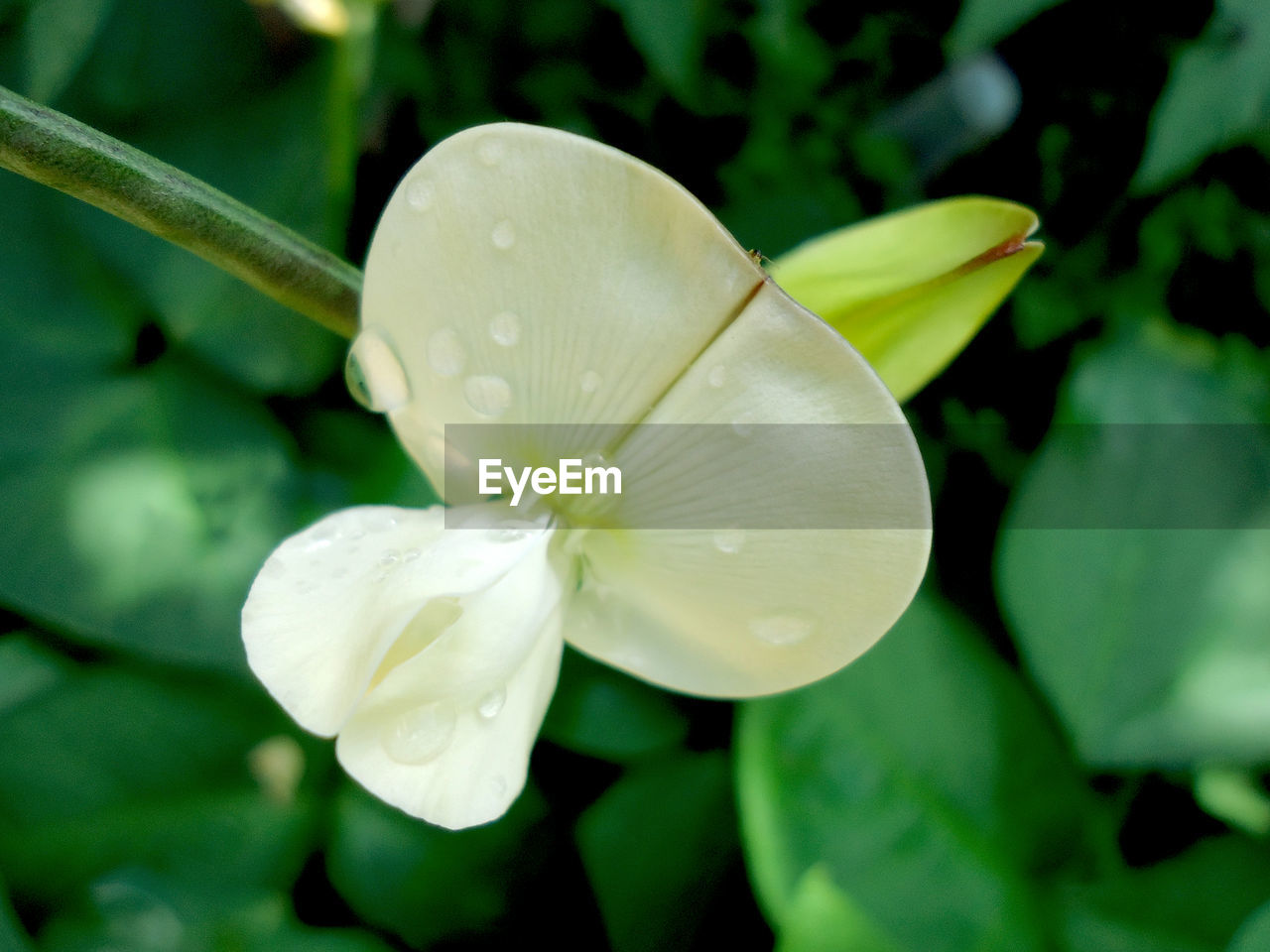 CLOSE-UP OF WHITE FLOWERS BLOOMING IN POND