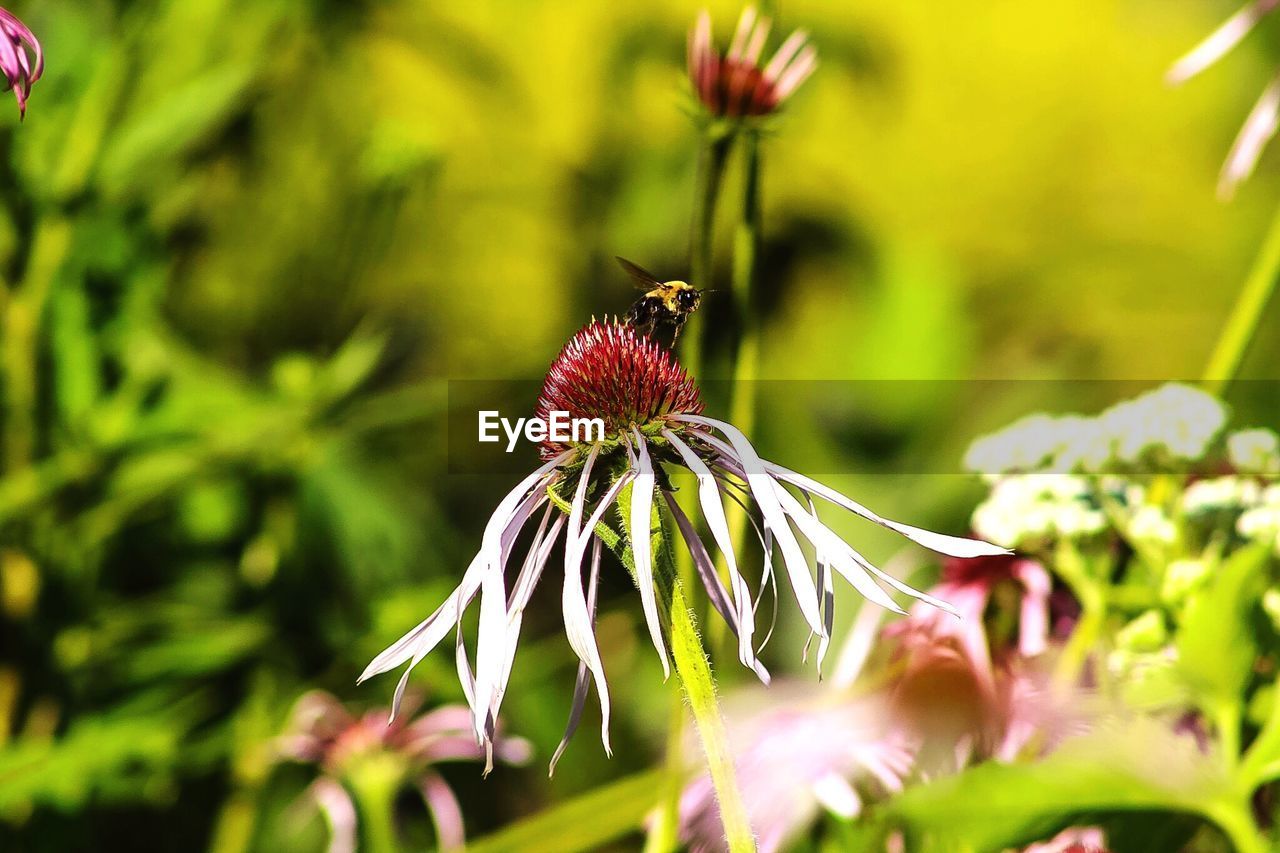 CLOSE-UP OF BEE POLLINATING ON FLOWER