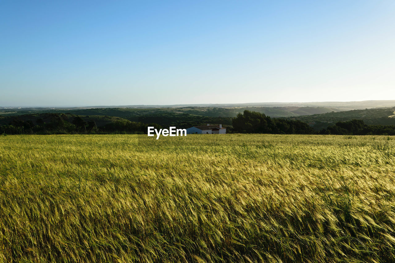 Scenic view of wheat field against clear blue sky