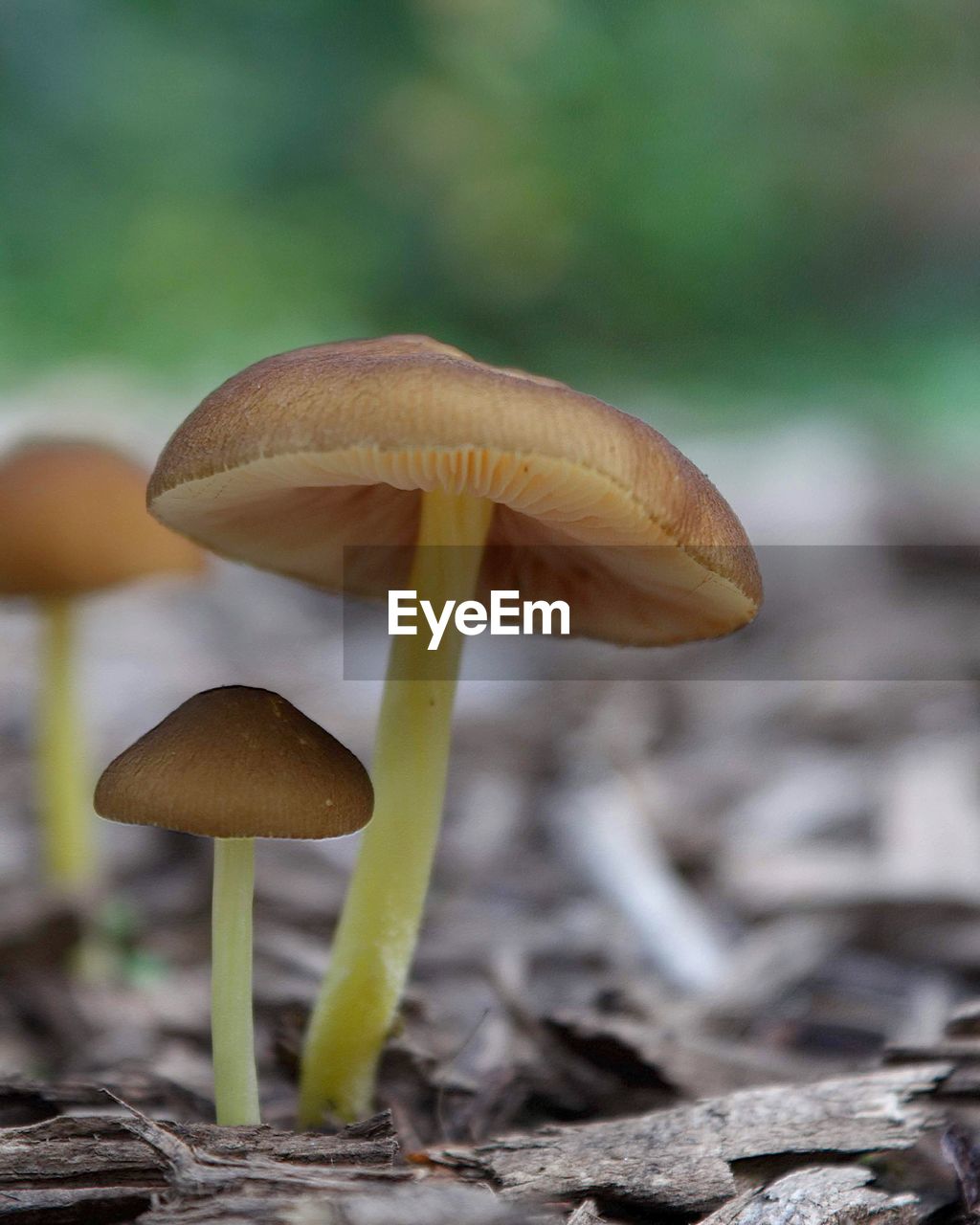 Close-up of mushroom growing on field