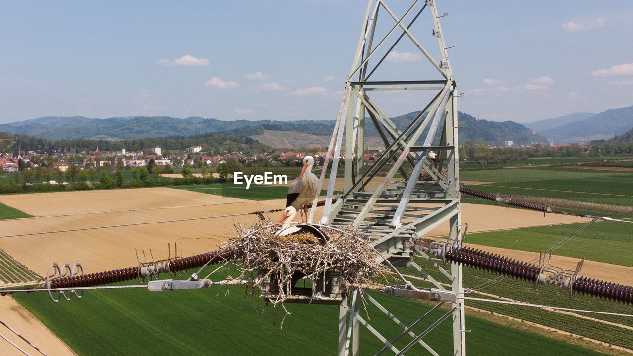 Storks in their nest at a power supply mast