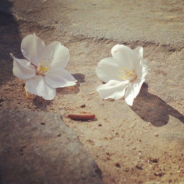 CLOSE-UP OF WHITE FLOWERS