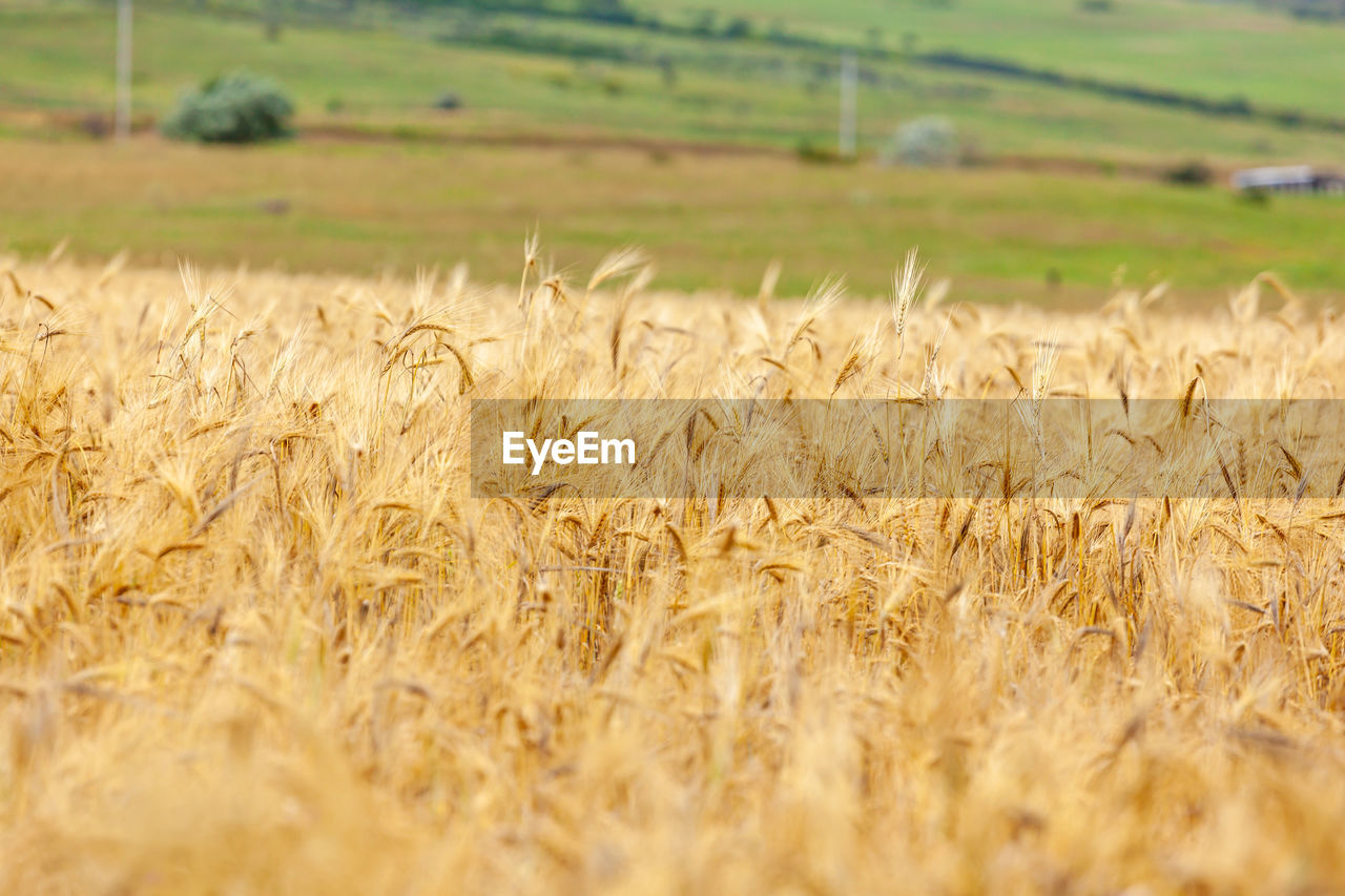 agriculture, landscape, food, rural scene, field, crop, cereal plant, plant, land, environment, farm, food grain, growth, wheat, nature, grassland, barley, rye, scenics - nature, no people, prairie, beauty in nature, day, tranquility, selective focus, outdoors, tranquil scene, cereal, summer, grass, food and drink, gold, soil, harvesting, triticale, emmer
