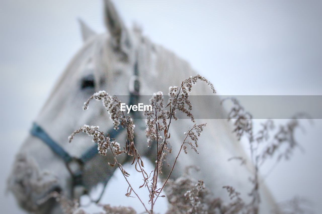 Close-up of frozen plants against horse