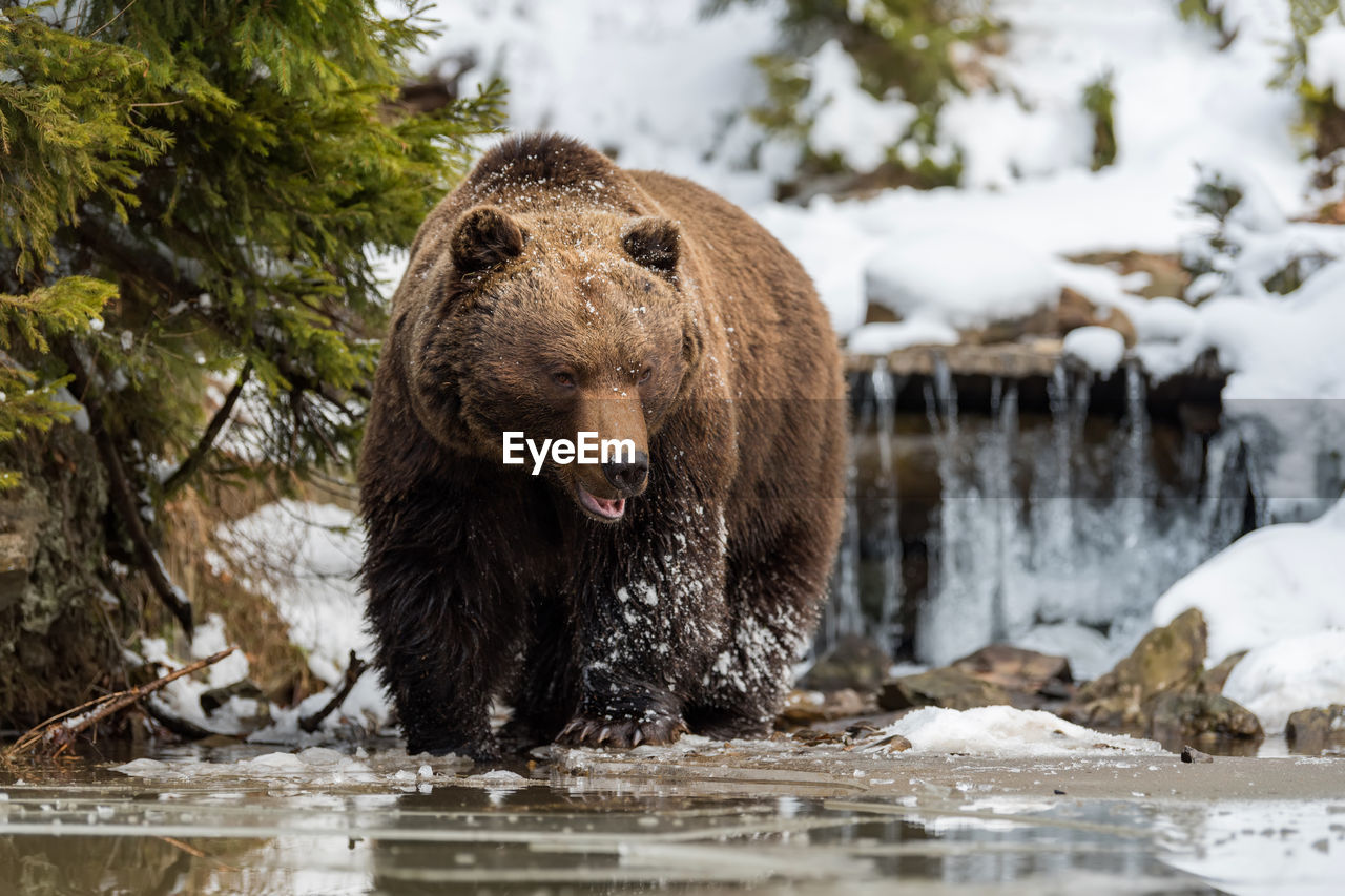 SHEEP IN A RIVER