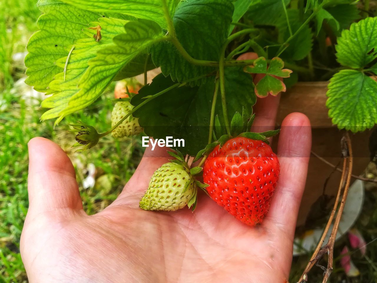 CROPPED IMAGE OF HAND HOLDING STRAWBERRY