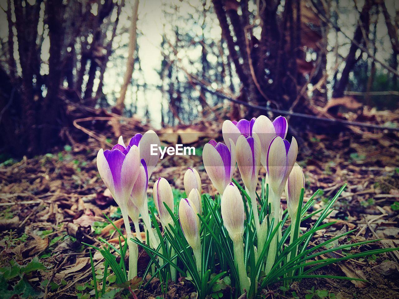 CLOSE-UP OF PURPLE CROCUS FLOWER IN FOREST