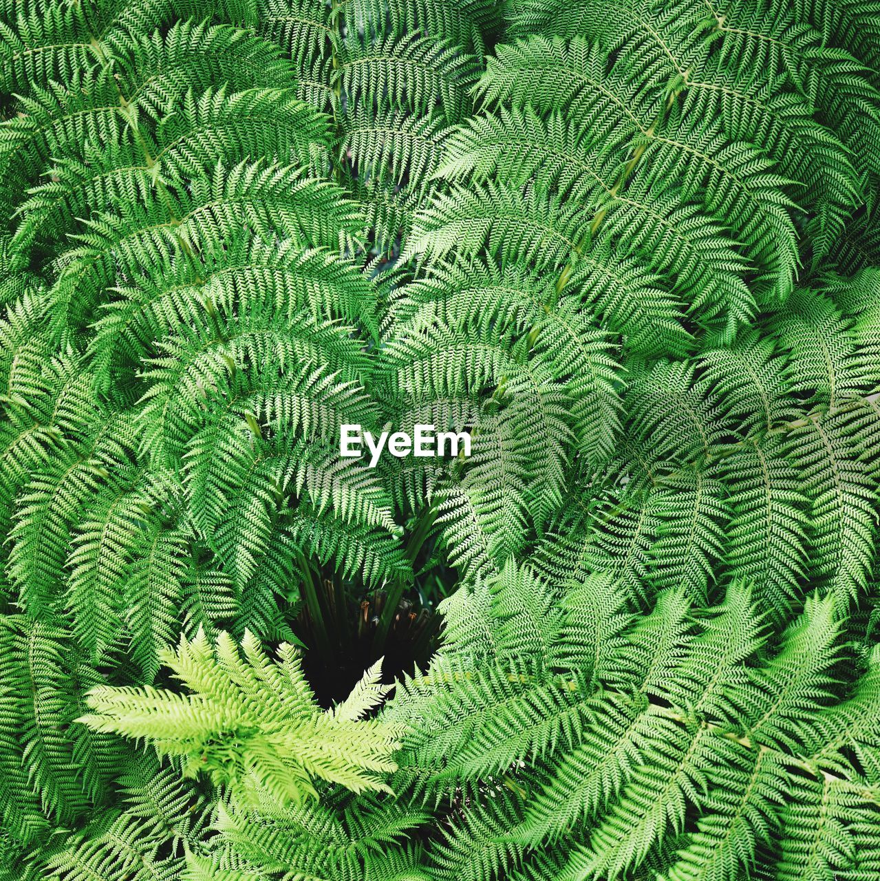 Full frame shot of fern tree