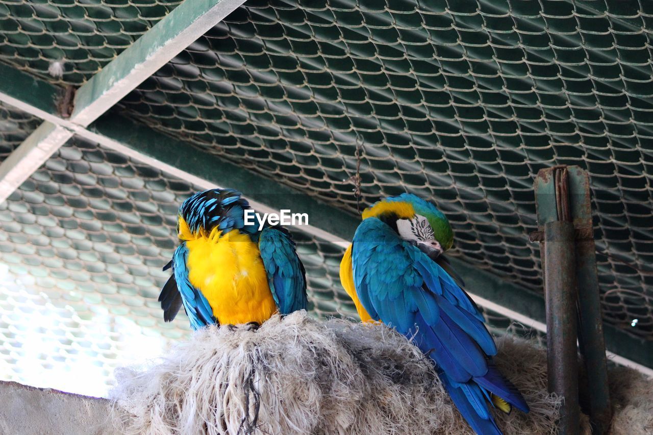 Low angle view of birds perching against ceiling