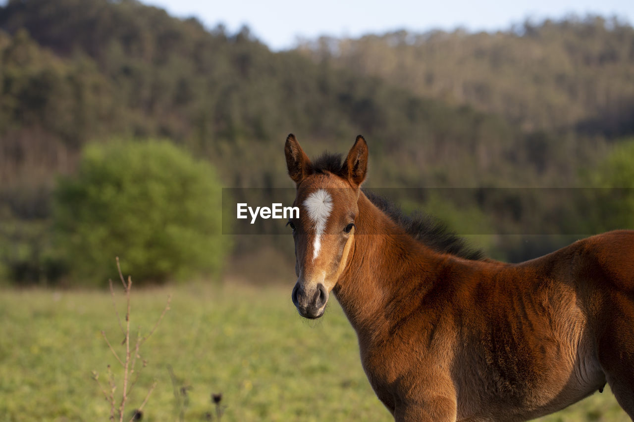 Portrait of a chestnut foal
