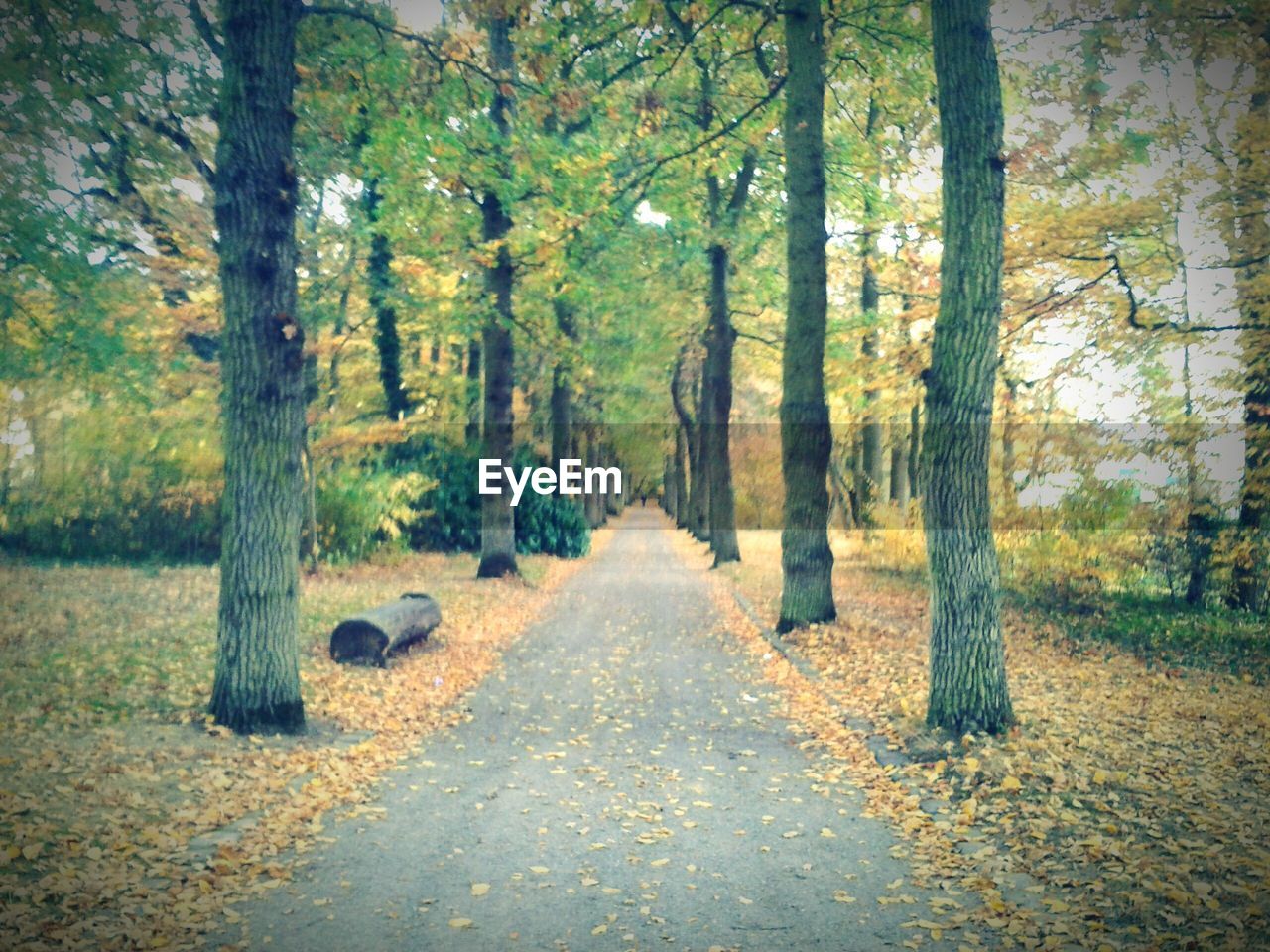 ROAD PASSING THROUGH FOREST DURING AUTUMN