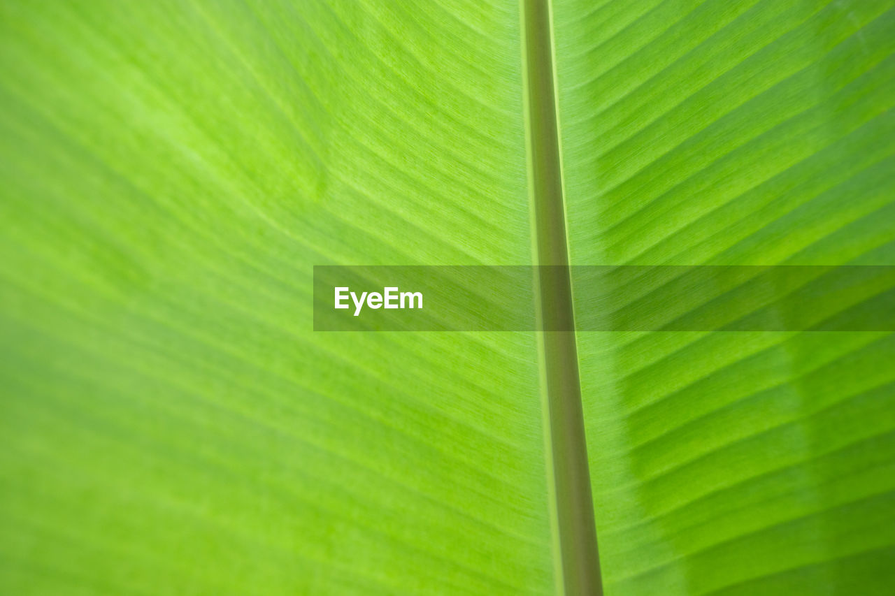 FULL FRAME SHOT OF PALM LEAF WITH LEAVES