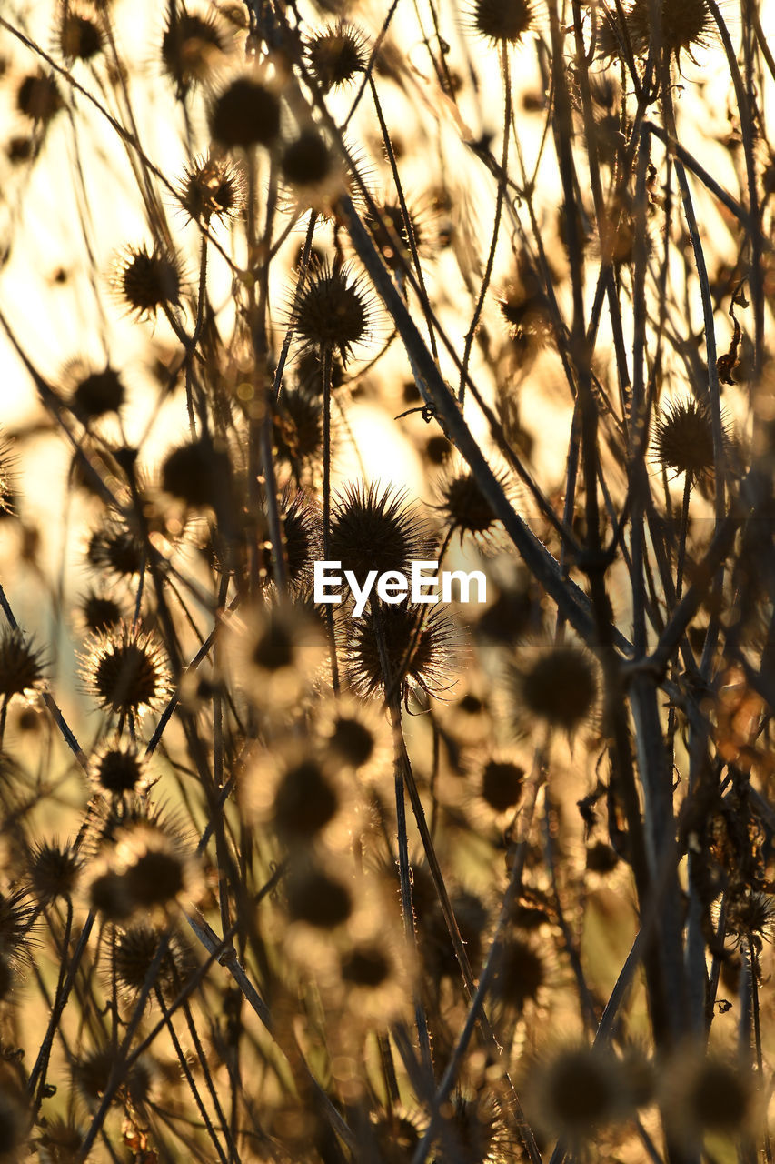 Full frame shot of flowering plants on field