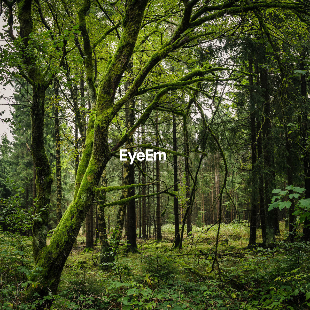 Trees in forest