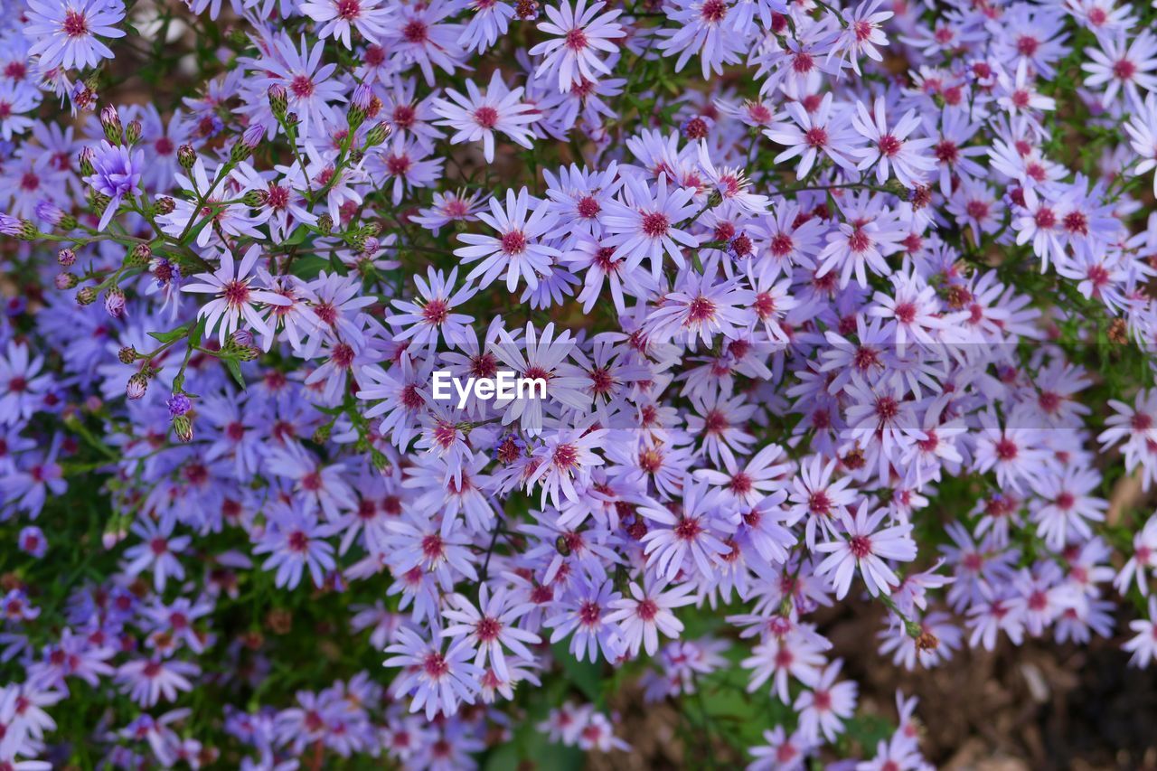 High angle view of purple flowering asters 