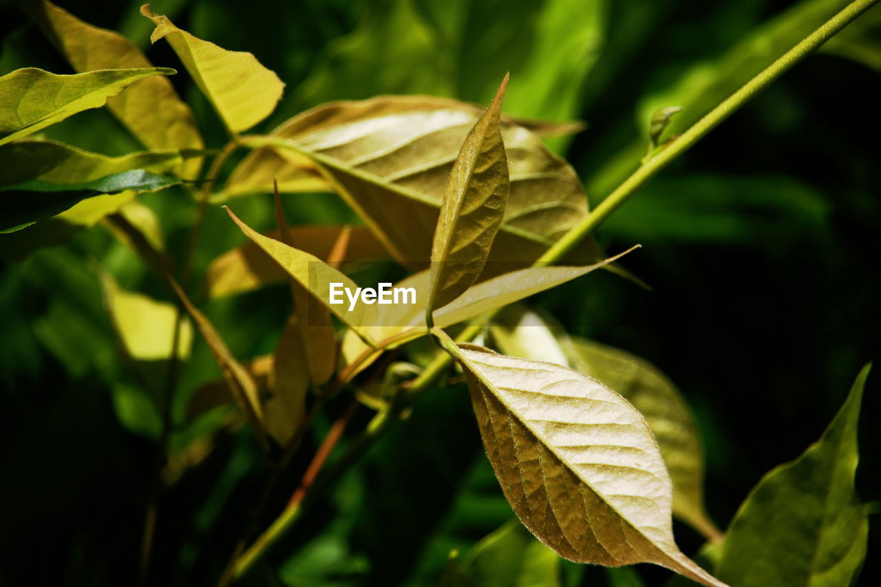 CLOSE-UP OF LEAVES