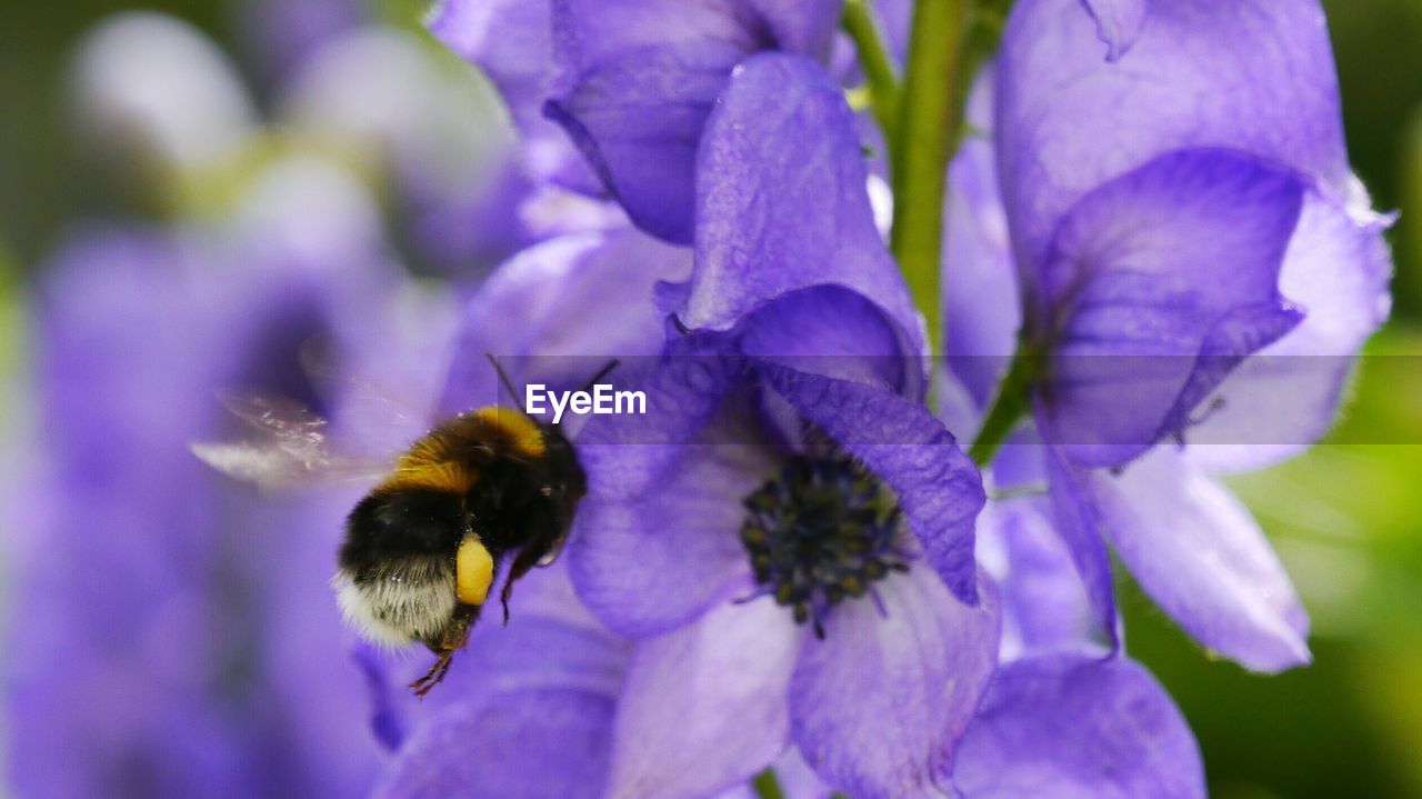 Close-up of bumblebee buzzing by purple flowers at park