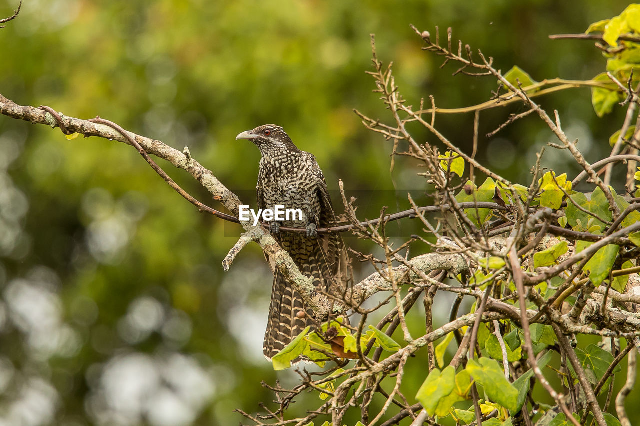 BIRD PERCHING ON A BRANCH