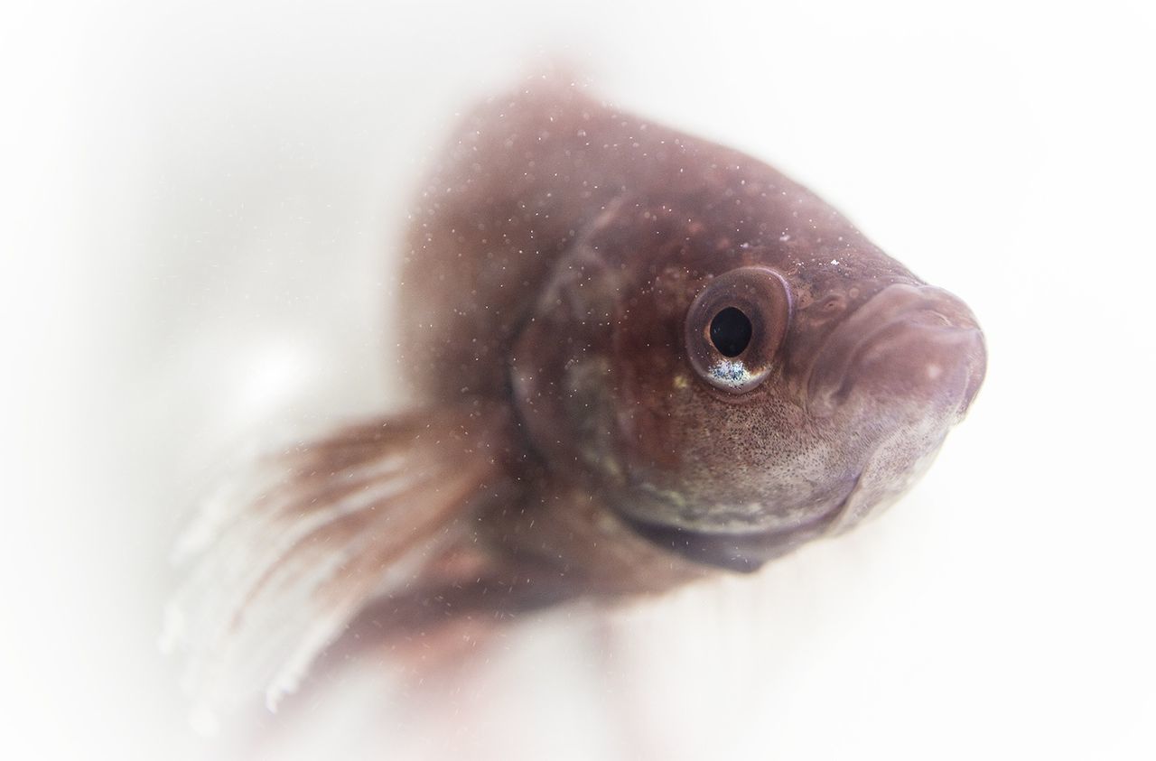 CLOSE-UP OF ANIMAL OVER WHITE BACKGROUND