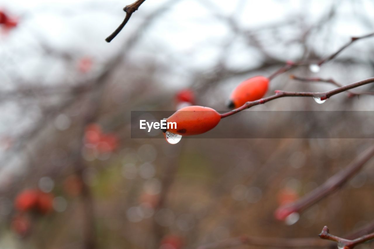 CLOSE-UP OF BERRIES ON BRANCH