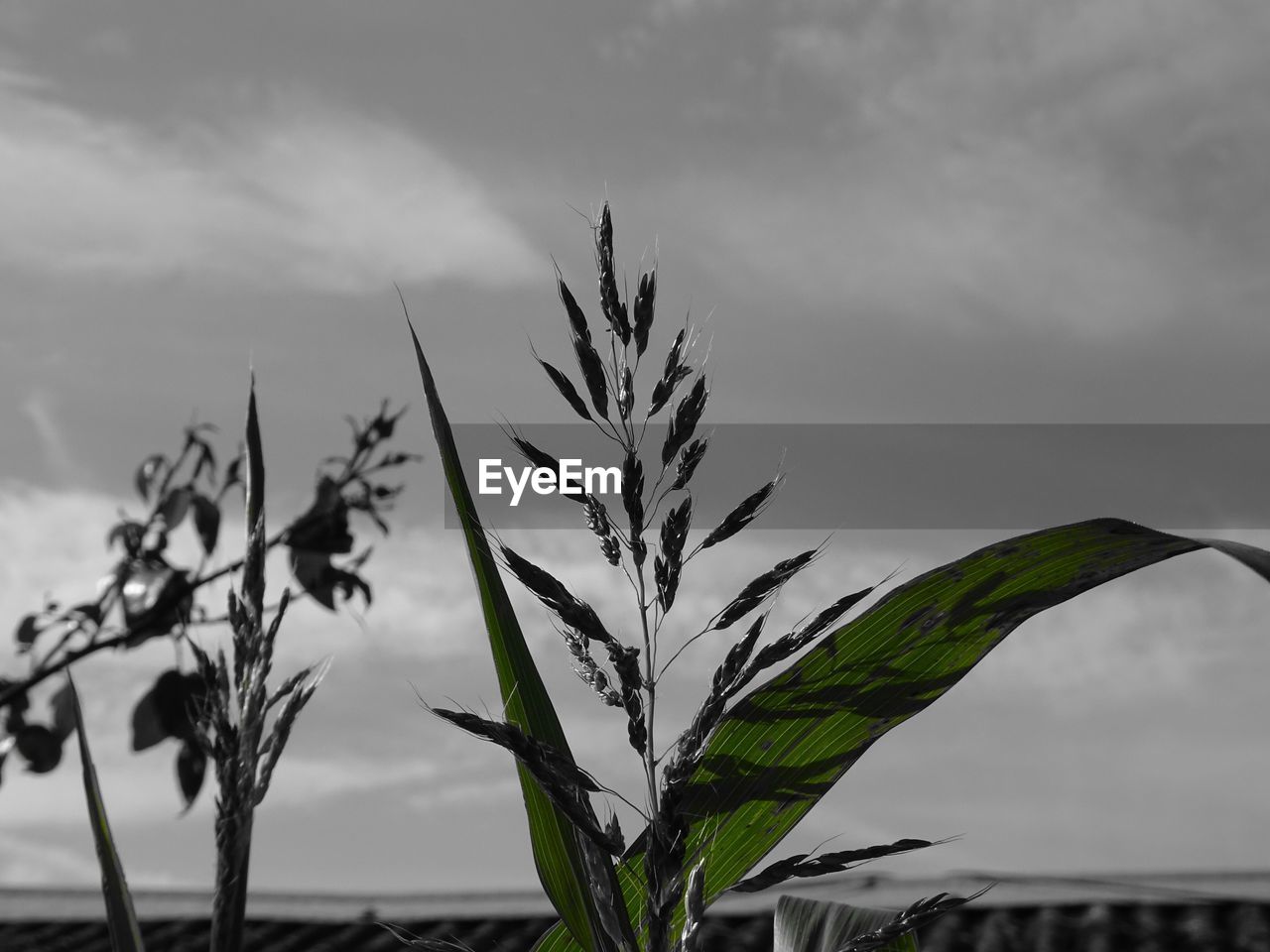 CLOSE-UP OF FRESH GREEN PLANT AGAINST SKY