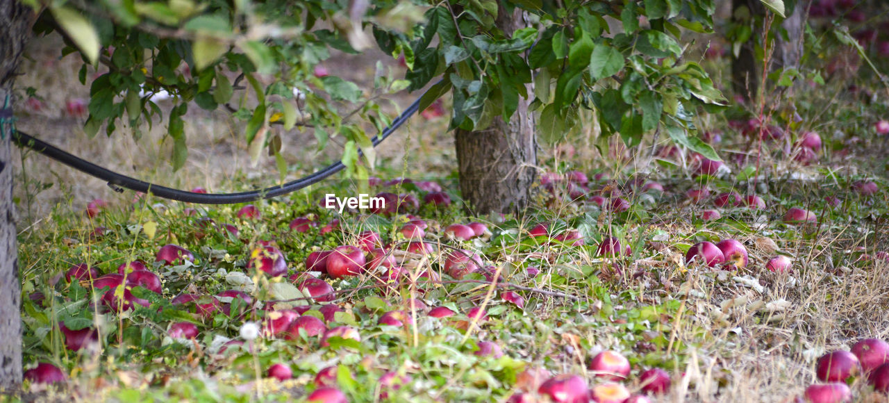 CLOSE-UP OF PINK FLOWERING PLANTS BY LAND