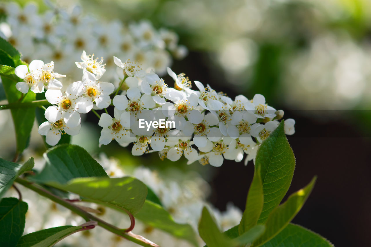 Close-up of white flowering choke cherry flowers.