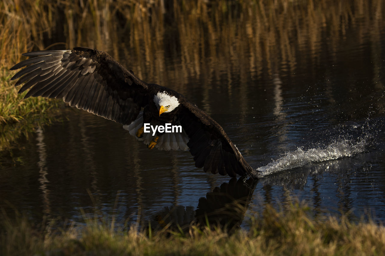 Photo of a trained bald eagle in flight over a pond.