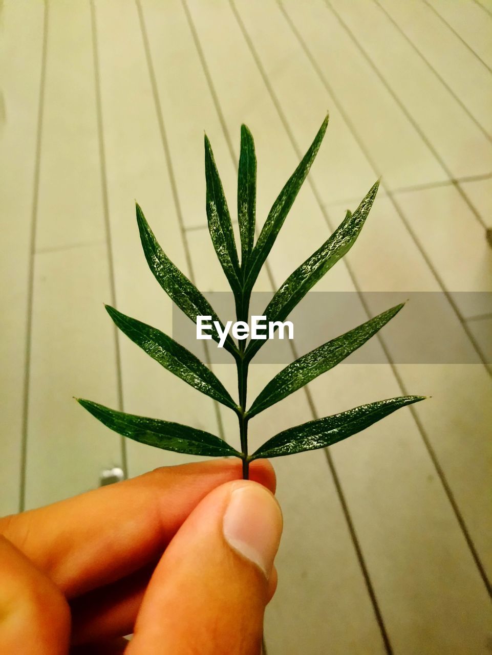 Close-up of hand holding leaves