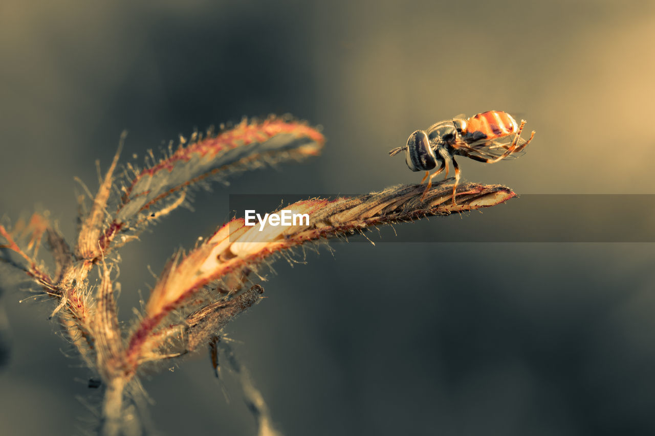 Close up an insect resting on a leaf