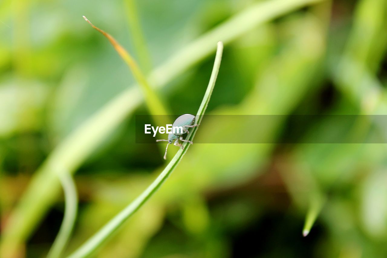 Close-up of insect on plant
