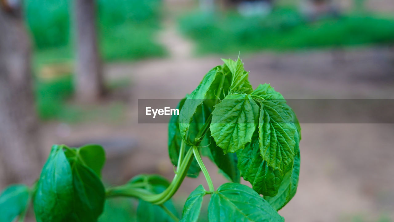 CLOSE-UP OF FRESH GREEN PLANT