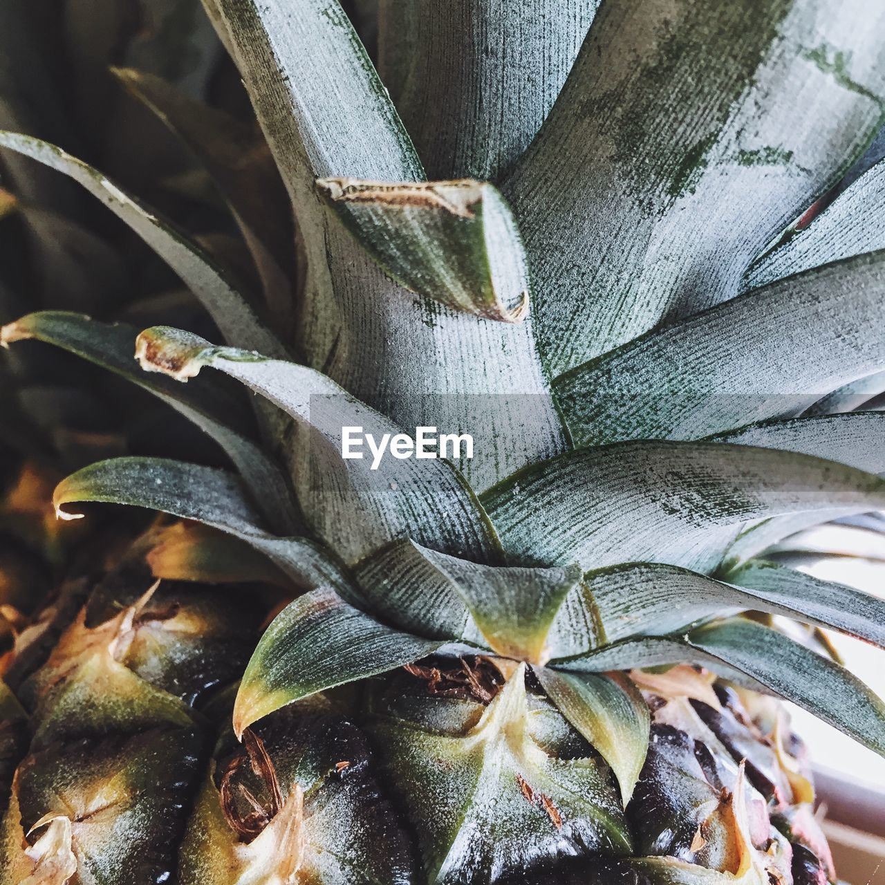 Close-up of fresh palm tree